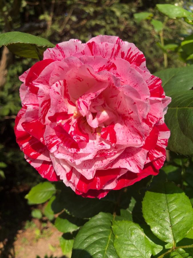 Le Chai De La Rose Spa Et Seances Bien Etre Doué-la-Fontaine Exteriér fotografie