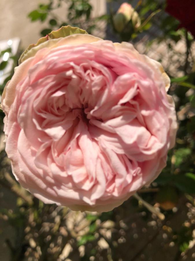 Le Chai De La Rose Spa Et Seances Bien Etre Doué-la-Fontaine Exteriér fotografie