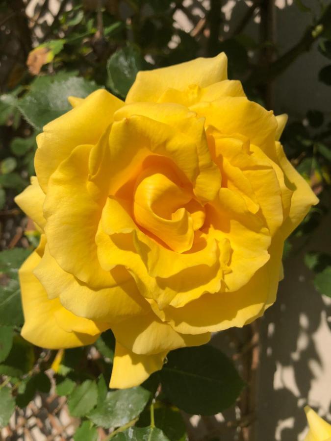 Le Chai De La Rose Spa Et Seances Bien Etre Doué-la-Fontaine Exteriér fotografie