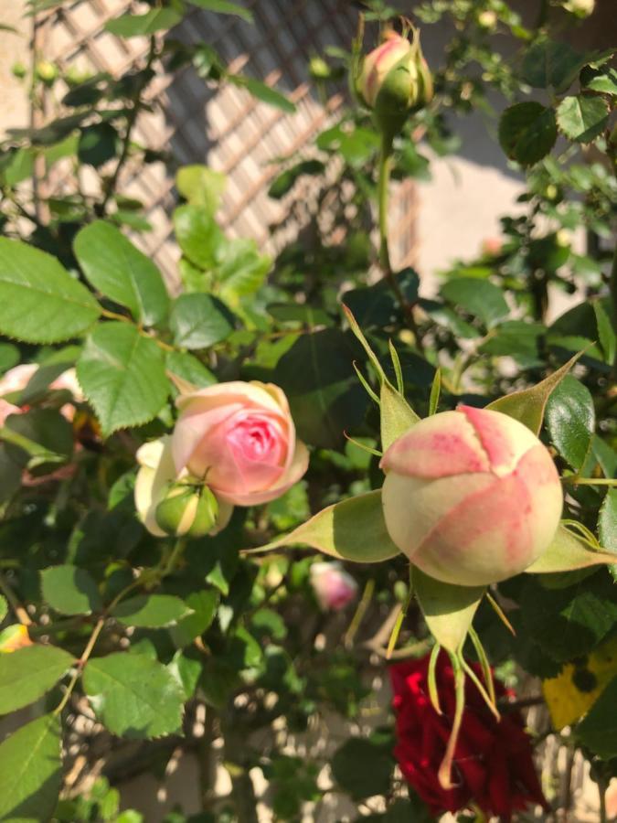 Le Chai De La Rose Spa Et Seances Bien Etre Doué-la-Fontaine Exteriér fotografie