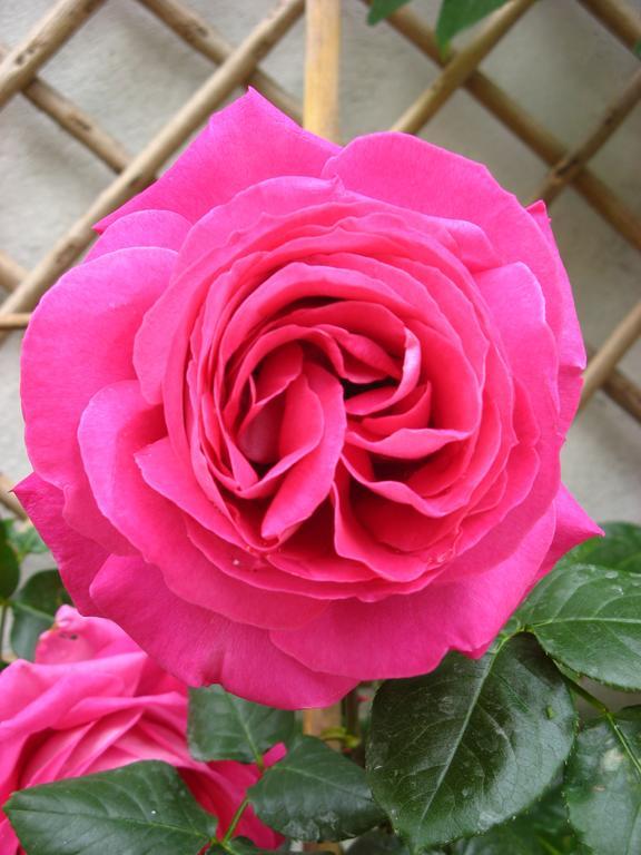 Le Chai De La Rose Spa Et Seances Bien Etre Doué-la-Fontaine Exteriér fotografie